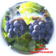 CHAMPAGNE 1049a LOT N°17151