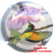 CHAMPAGNE 1061b LOT N°30148
